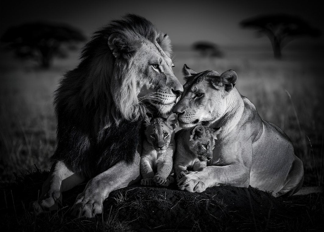 Tableau noir et blanc représentant un lion, une lionne et leurs lionceaux, création exclusive Iconik-Art
