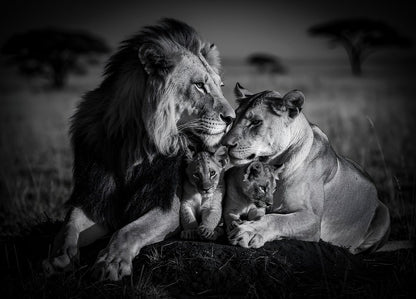 Tableau noir et blanc représentant un lion, une lionne et leurs lionceaux, création exclusive Iconik-Art
