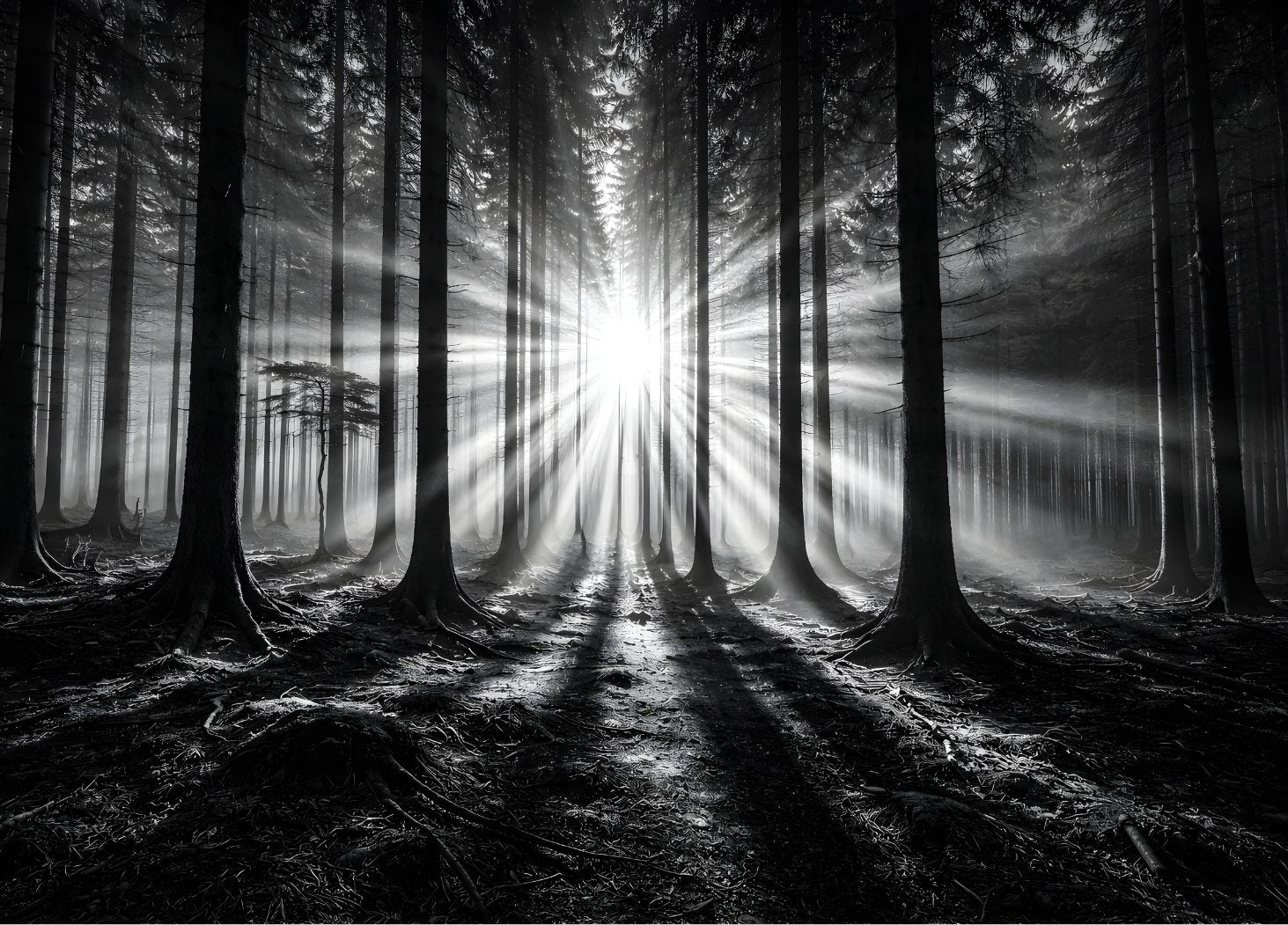 Photo artistique Lumière Forestière : rayons de soleil traversant une forêt en noir et blanc, création exclusive Iconik-Art.