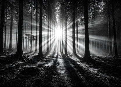 Photo artistique Lumière Forestière : rayons de soleil traversant une forêt en noir et blanc, création exclusive Iconik-Art.
