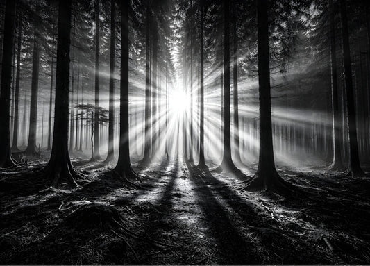 Photo artistique Lumière Forestière : rayons de soleil traversant une forêt en noir et blanc, création exclusive Iconik-Art.
