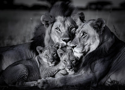 Tableau famille lion noir et blanc avec lionne lion et lionceaux dans portrait animalier contemporain
